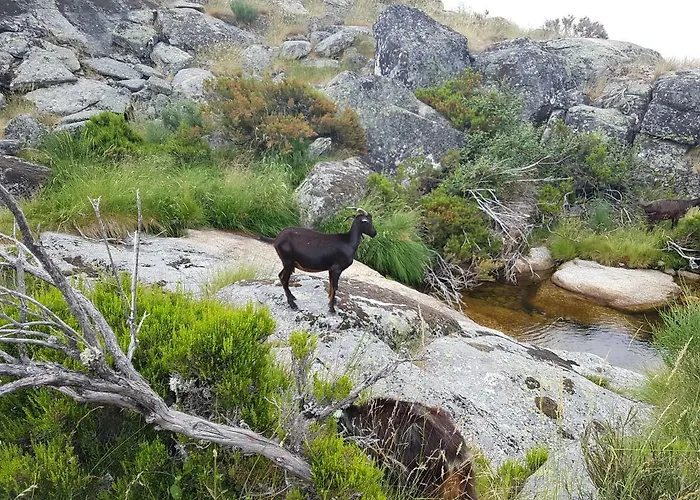 Casa Da Bela Vista - Serra Da Estrela * Ковильян